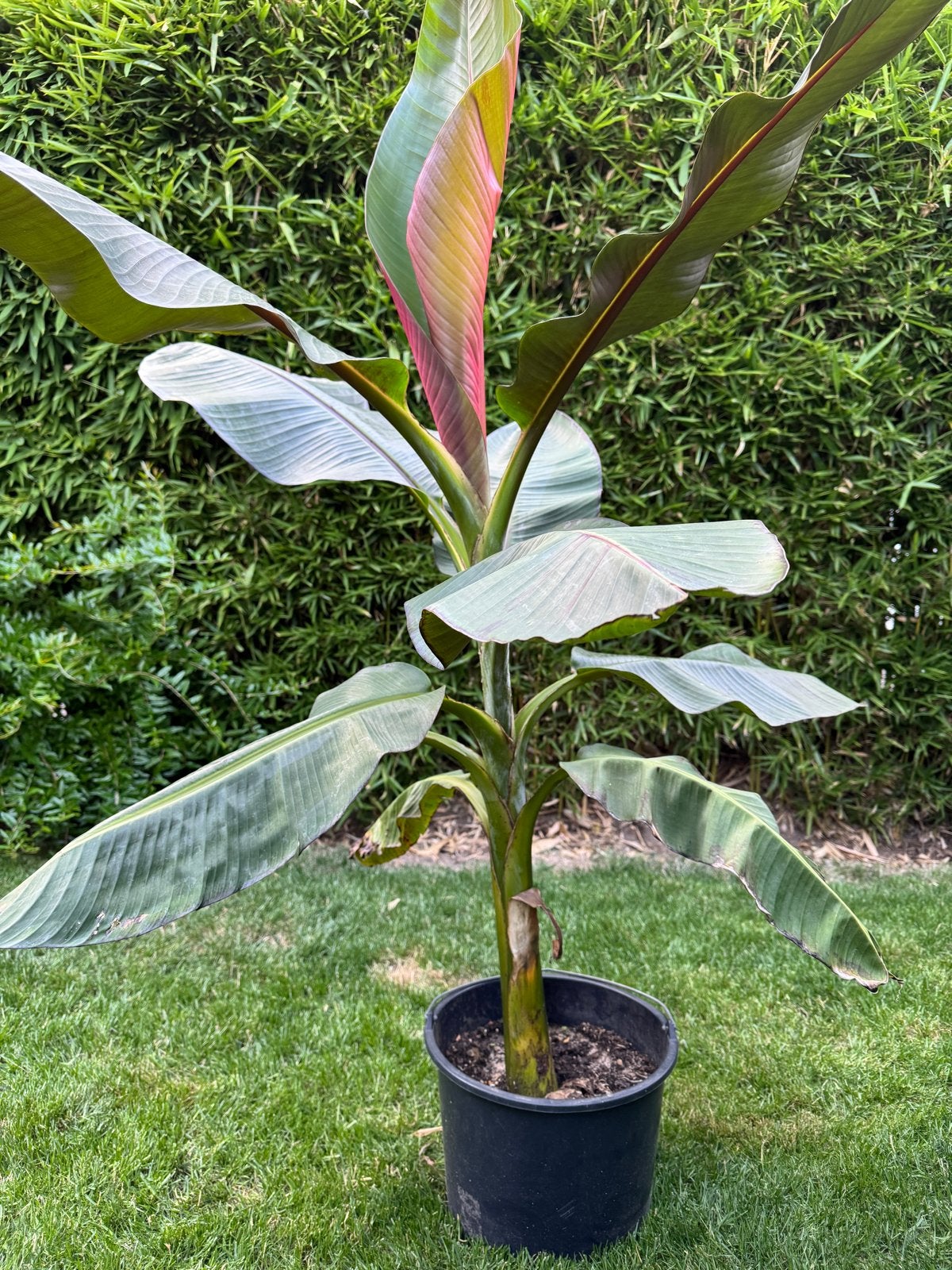 Bananenplant - Musa sikkimensis 'Red Tiger', Tuin en Terras, Planten | Tuinplanten, Volle zon, Vaste plant, Zomer, Ophalen