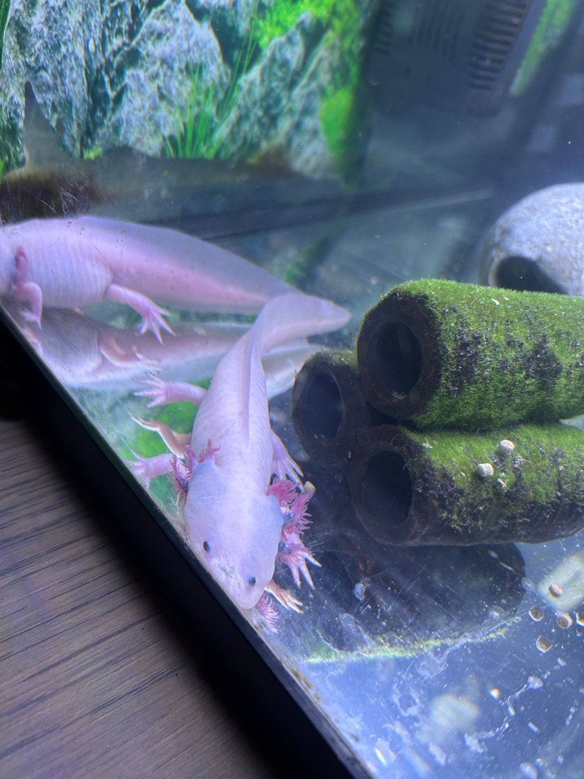 Axolotl’s, Overige soorten, Tam, 0 tot 2 jaar