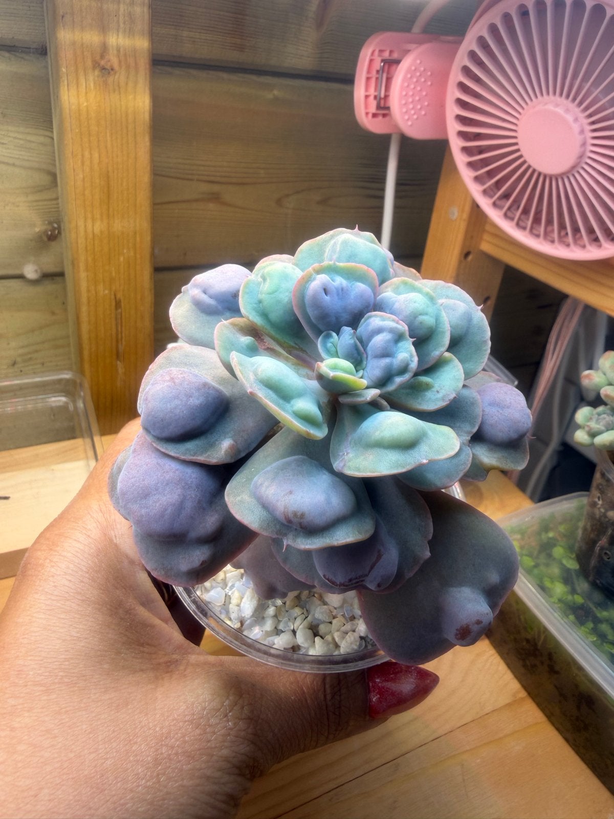 Echeveria Raindrops 11cm- Unieke Succulent, Huis en Inrichting, Verzenden