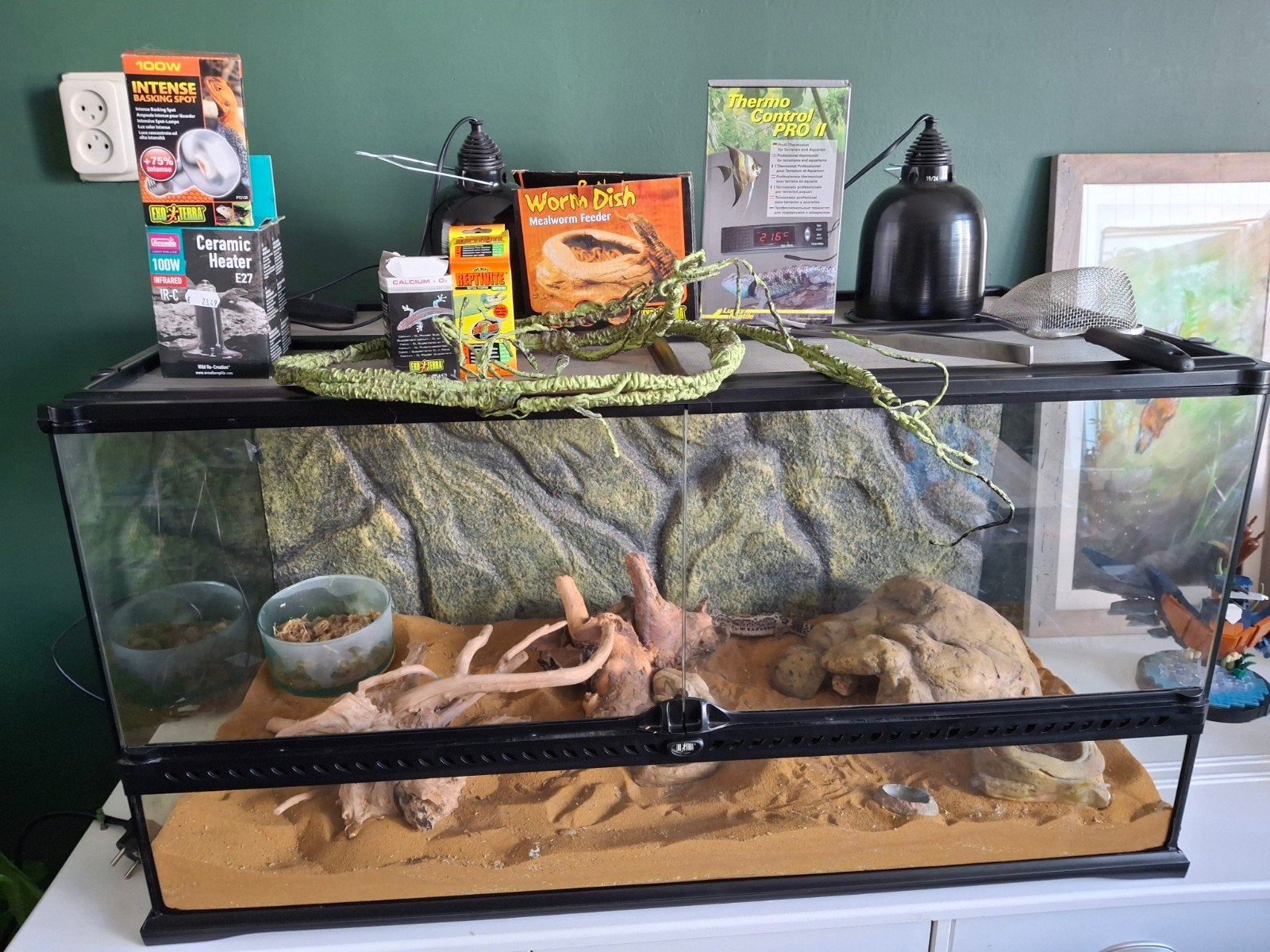 Terrarium met luipaardgekkos, Hagedis, Met terrarium, 0 tot 2 jaar