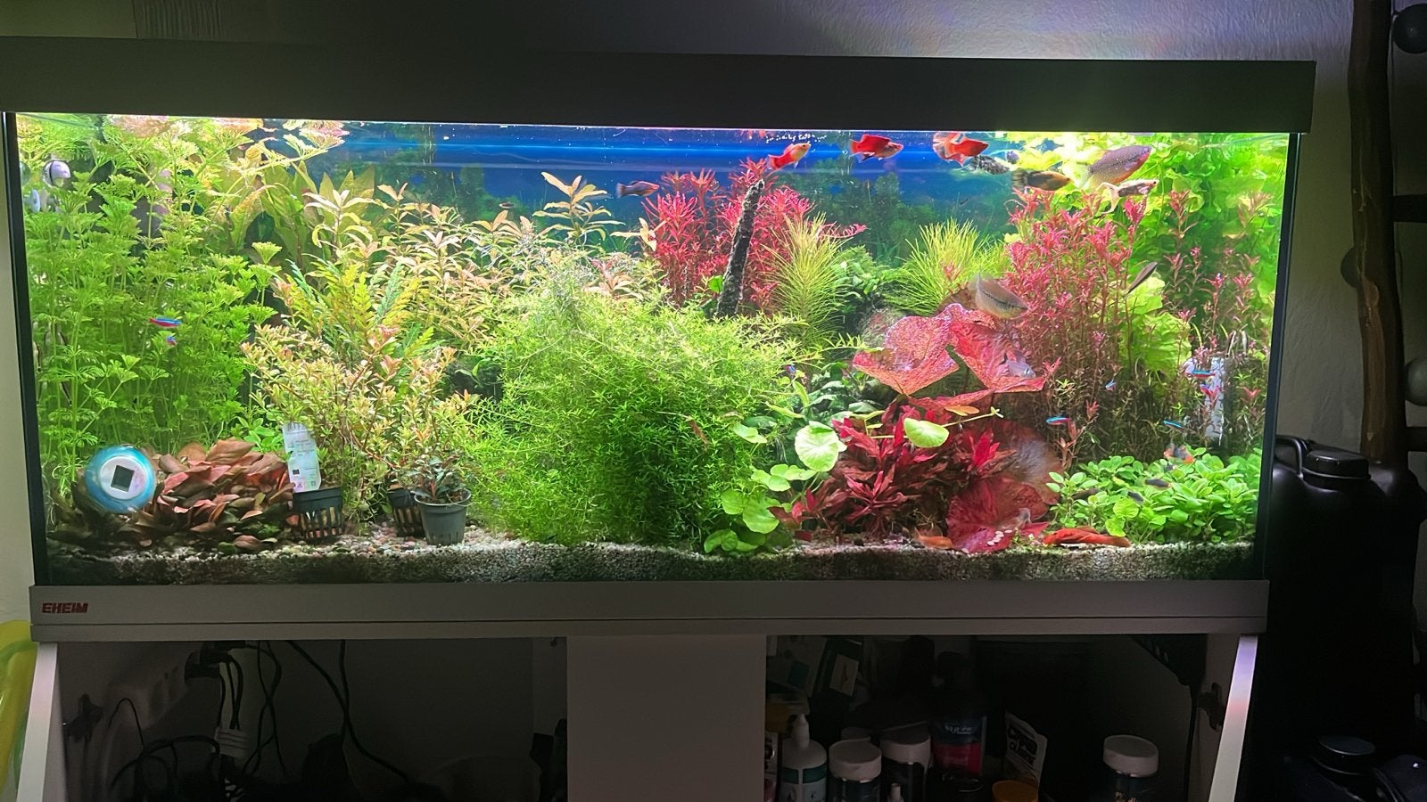 Aquarium planten, Ophalen of Verzenden