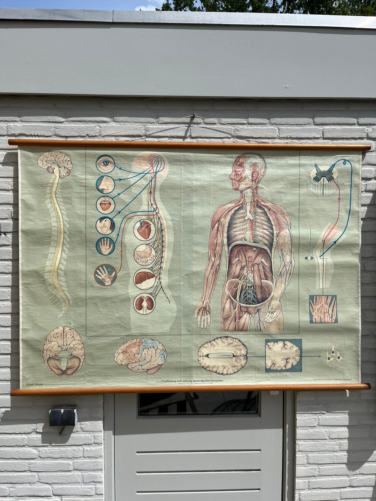 Prachtige linnen schoolplaat zenuwen!!, Ophalen of Verzenden, Natuur en Biologie
