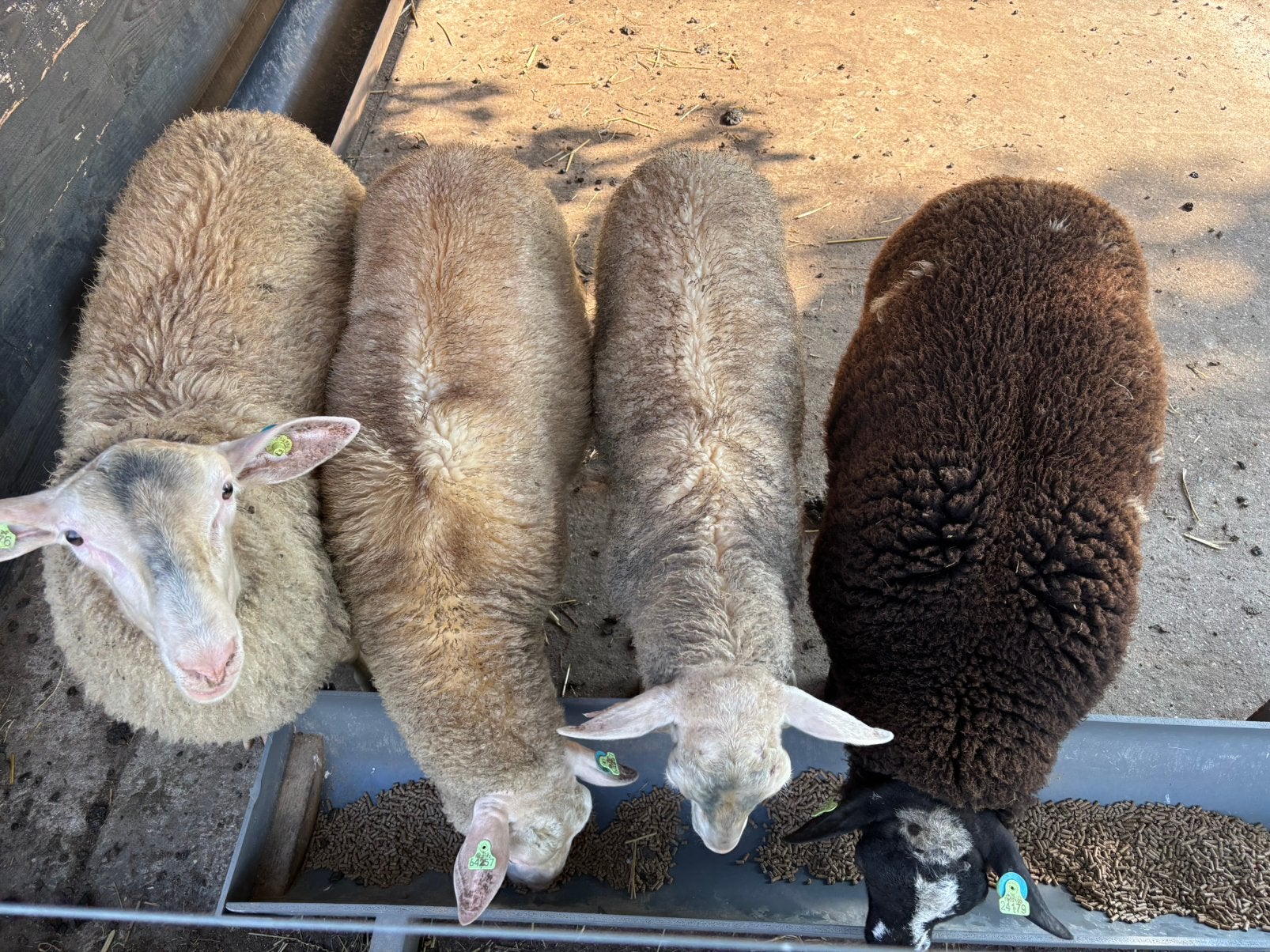 Dek rammen, Dieren en Toebehoren, Schapen, Geiten en Varkens, Mannelijk, Schaap, 0 tot 2 jaar