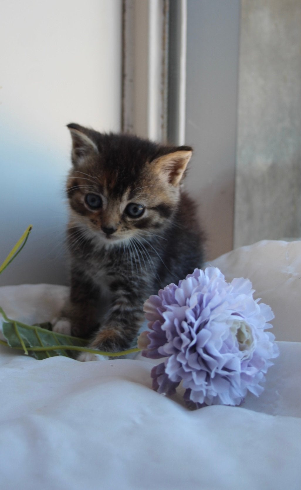 Super schattige lieve britse langhaar poesje, Dieren en Toebehoren, Poes, Langharig, 0 tot 2 jaar