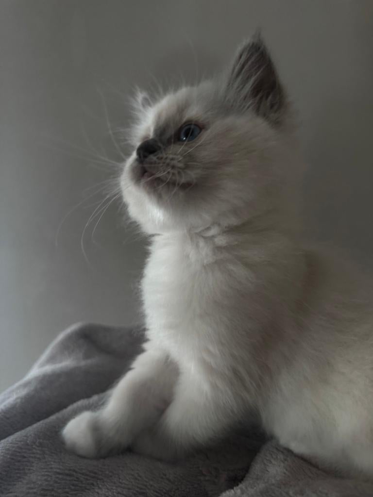 Ragdoll kittens raszuiver super knap ♥️, Dieren en Toebehoren, Meerdere dieren, Ontwormd, 0 tot 2 jaar