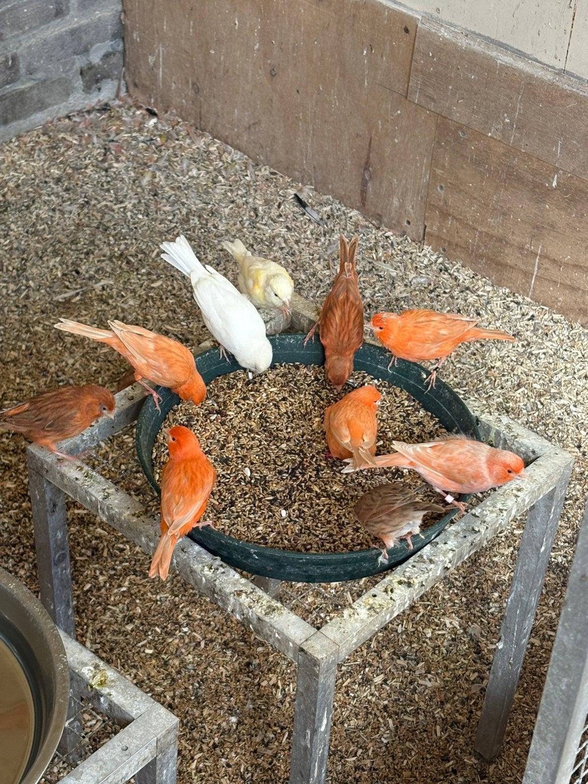 Gevraagd divers kanaries, Dieren en Toebehoren, Meerdere dieren, Eend
