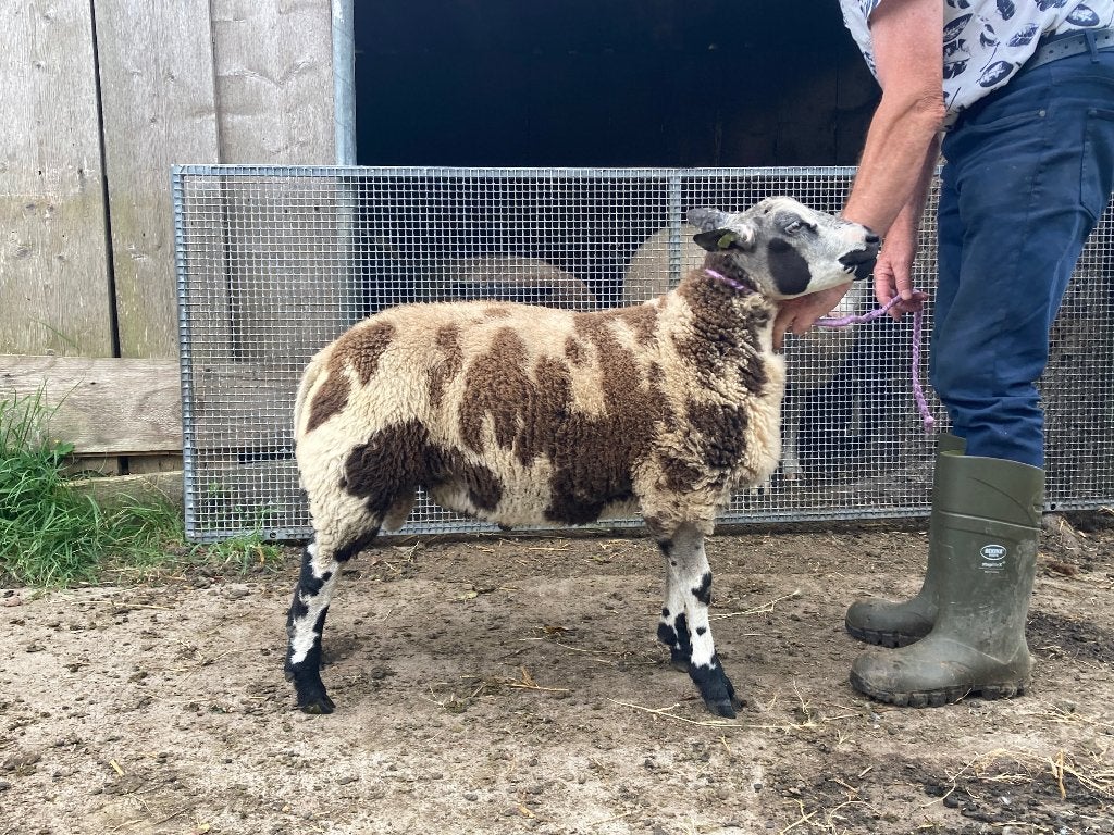 Mooie bonte zwoegervrije rammen, Dieren en Toebehoren, Mannelijk, Schaap, 0 tot 2 jaar