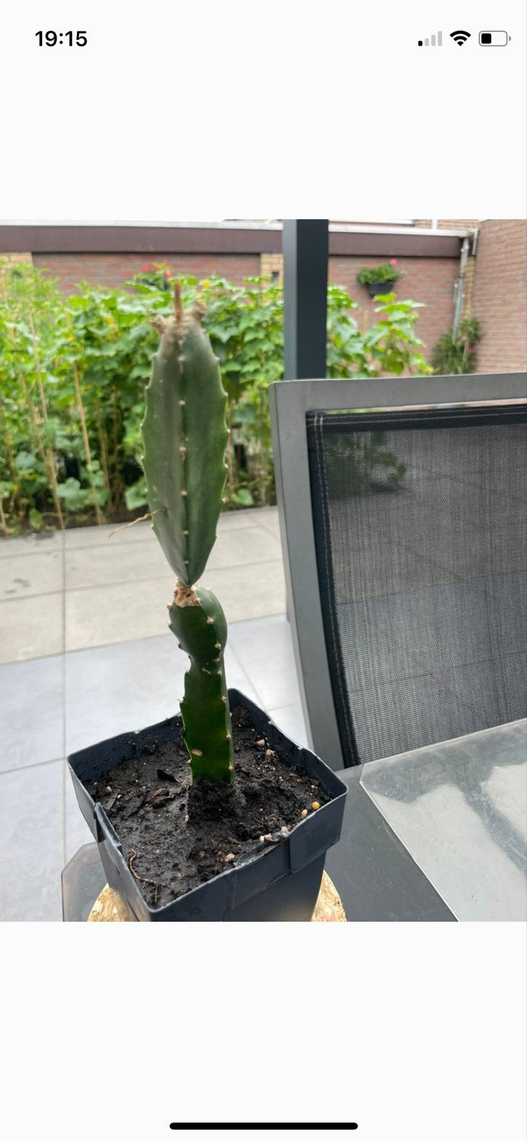 Draken stek (Pitaya) - Hylocereus undatus, Ophalen, Volle zon, Vaste plant, Zomer