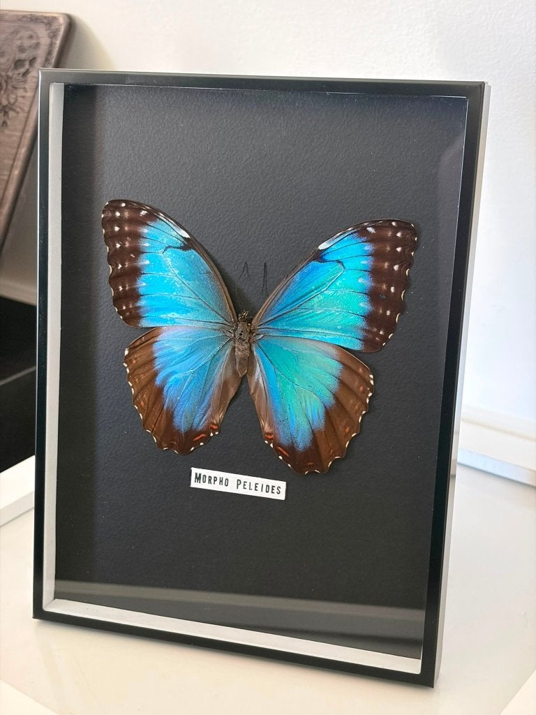 Opgezette Morpho Peleides vlinder, Ophalen of Verzenden, Zo goed als nieuw, Insect, Opgezet dier