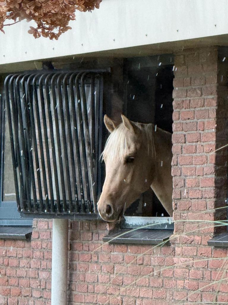 4jr. Palomino AQHA Quarter. Reinig en Ranch Riding, Dieren en Toebehoren, Minder dan 160 cm, Ruin, Niet van toepassing, Met stamboom