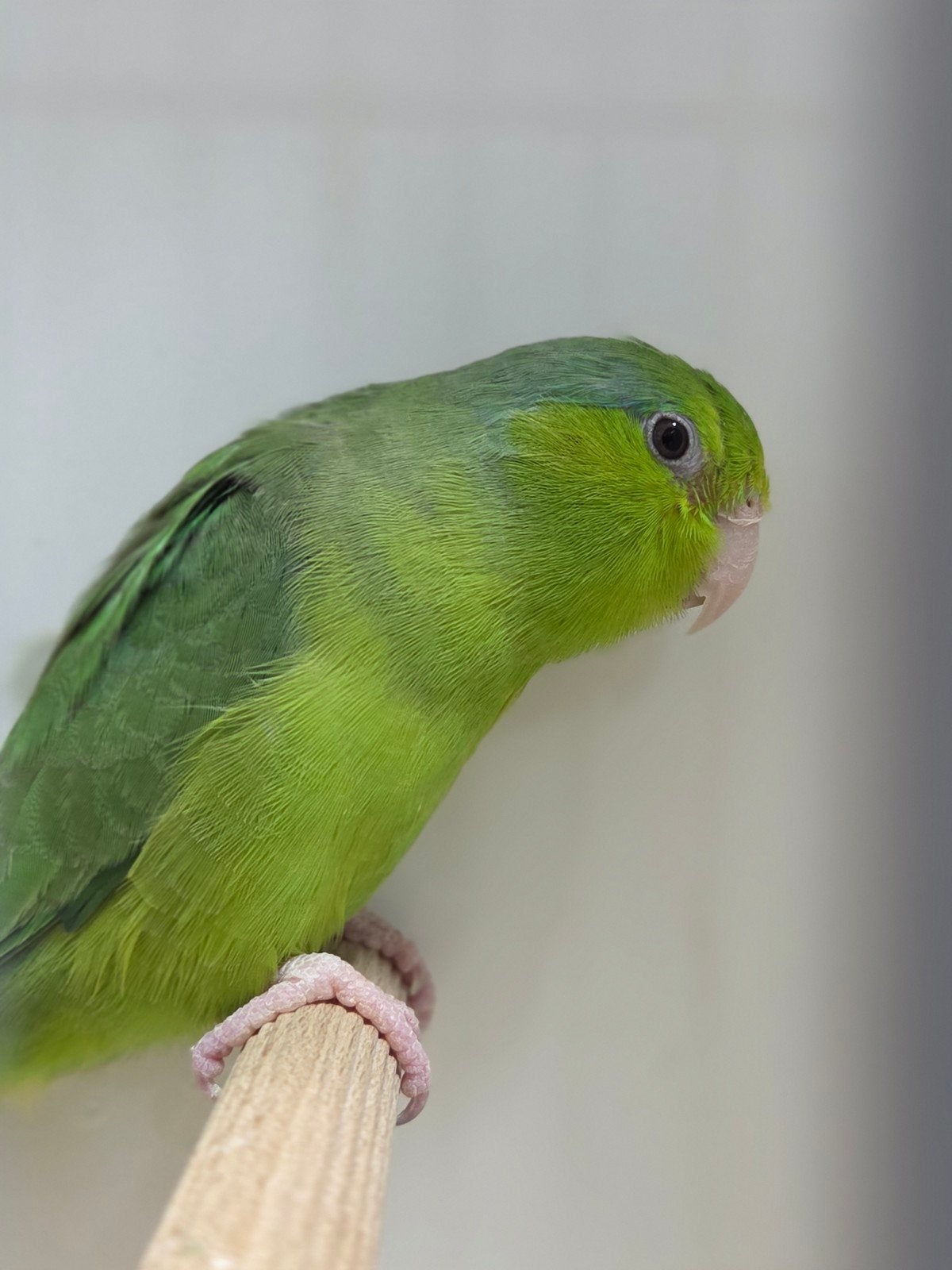 forpus coelestis pop, Vrouwelijk, Parkiet, Geringd