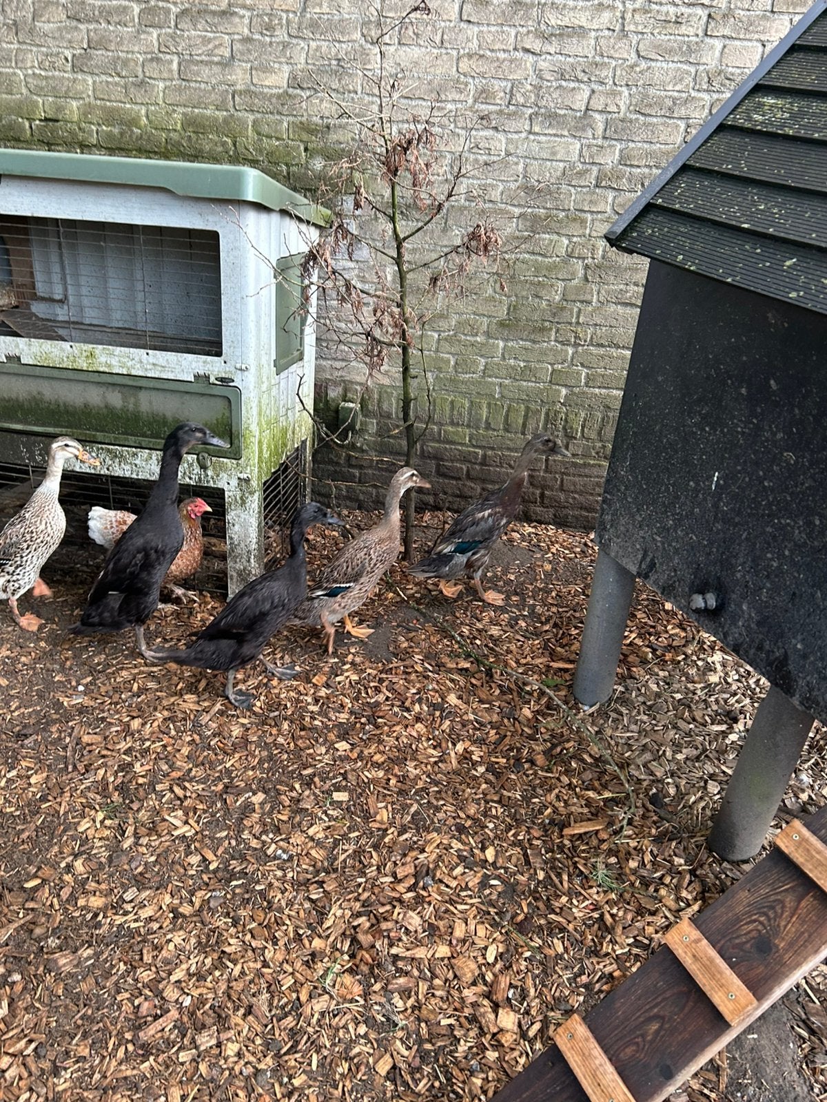 Loopeenden, Dieren en Toebehoren, Meerdere dieren, Eend