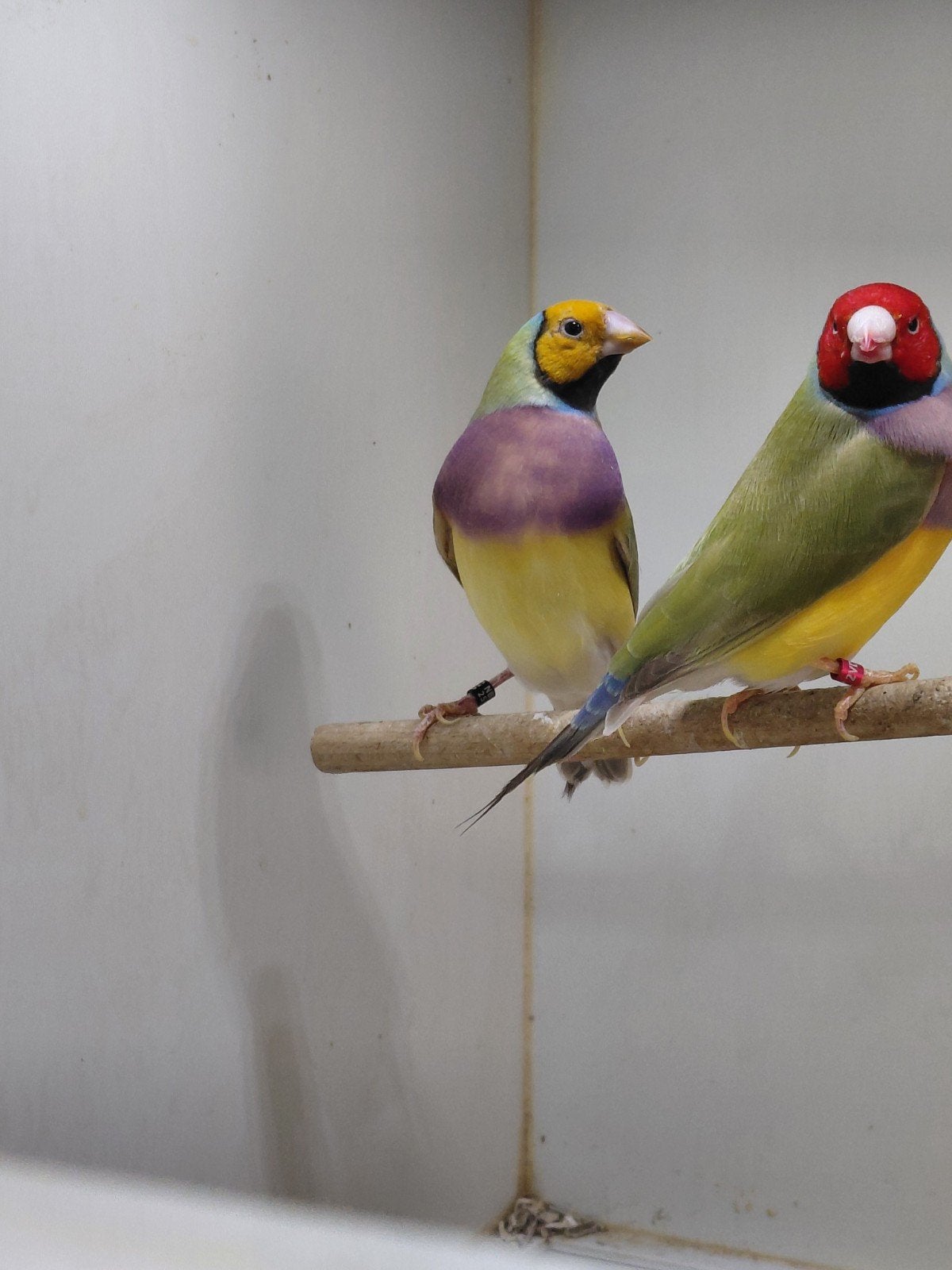 2 koppels goudamadines, Dieren en Toebehoren, Vogels | Overige Vogels, Meerdere dieren