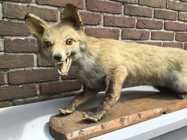 Mooi opgezette vos, Verzamelen, Dierenverzamelingen, Ophalen of Verzenden, Zo goed als nieuw, Wild dier, Opgezet dier