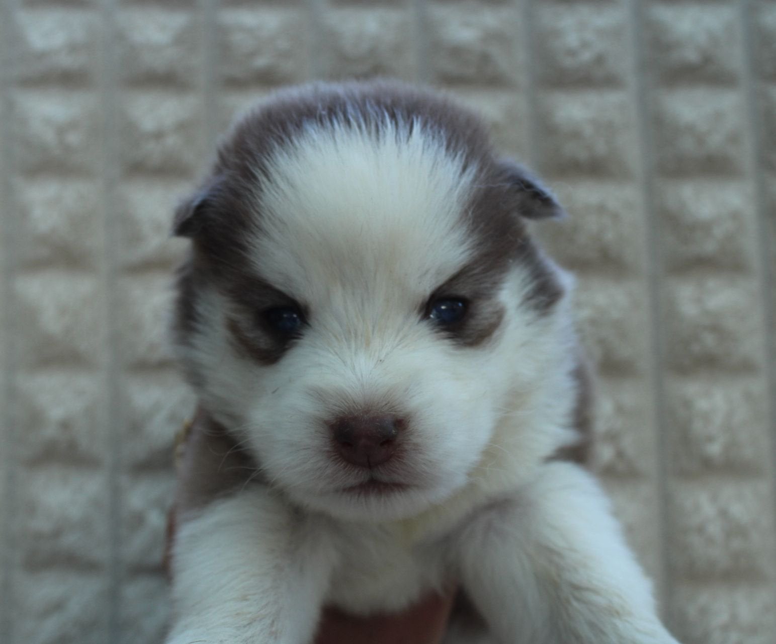 Bruine F4 Pomsky pups ter resevering (reutjes), 8 tot 15 weken, Poolhond, Parvo, Meerdere