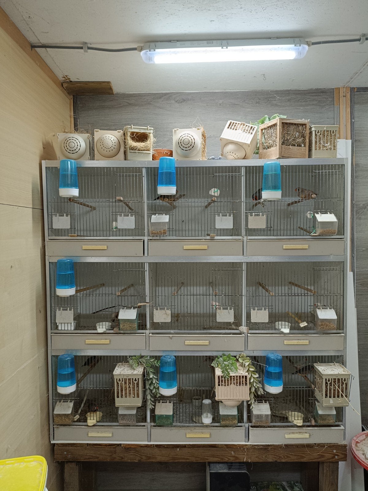 Gehu kooien, kweekkooi stelling, broedkooi, Ophalen, Hout, Vogelkooi