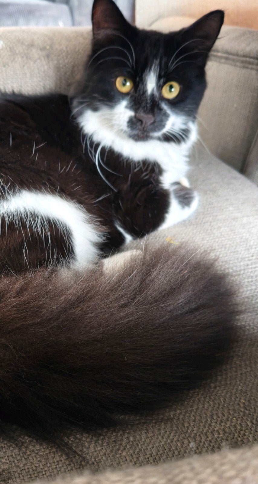 Lieve kater zoekt een nieuw huisje, Kater, Gechipt, 0 tot 2 jaar