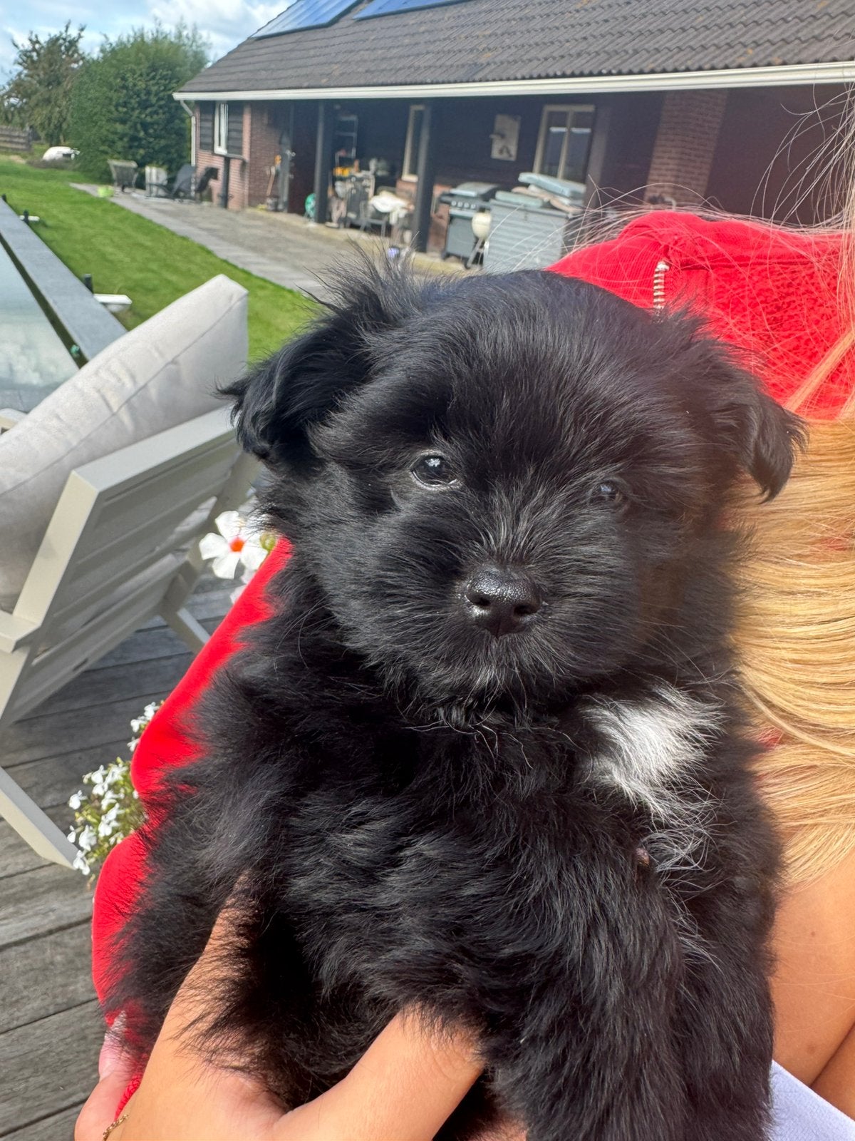 2 lieve pups boomer x pomeriaan x keeshond zoeken een huisje, Dieren en Toebehoren, Honden | Chihuahua's en Gezelschapshonden