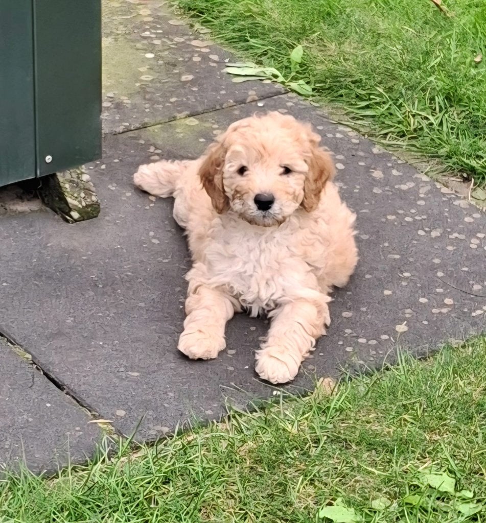 Prachtige pups mini Labradoodle, 8 tot 15 weken, Meerdere, Meerdere dieren, Klein