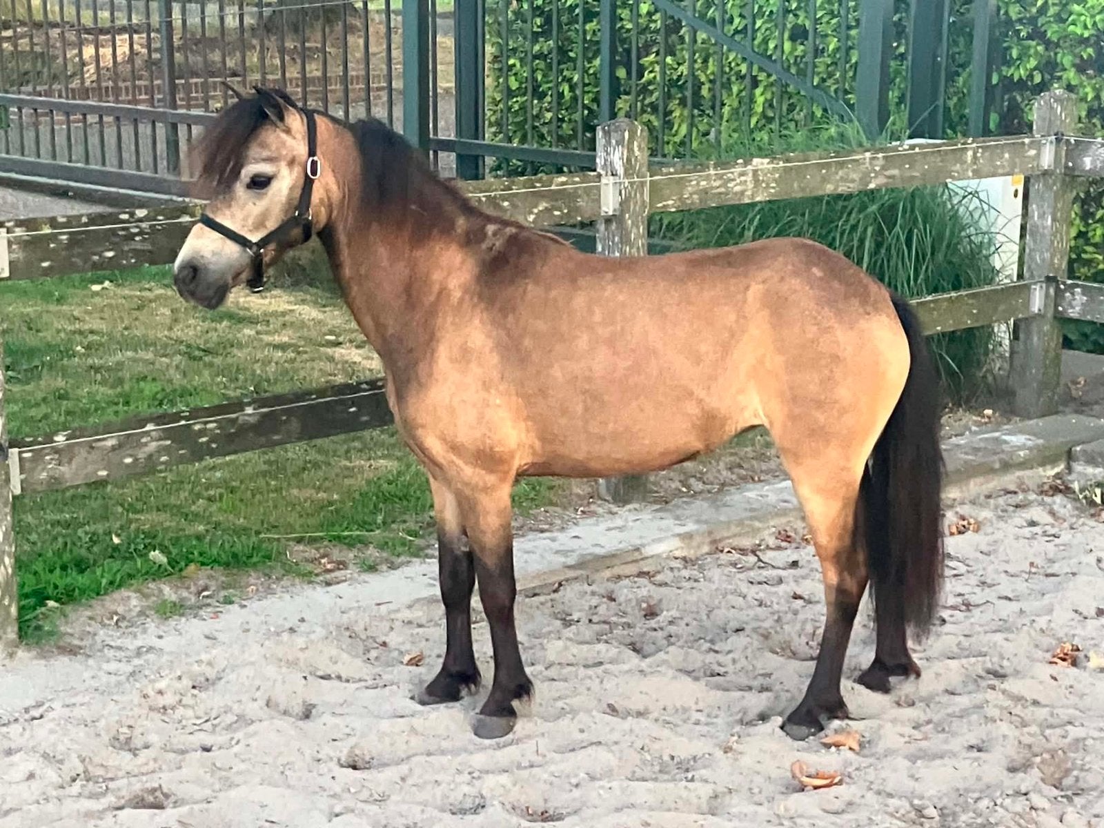 Prachtige 4 jarige valk nmprs merrie, Dieren en Toebehoren, Pony's, Merrie, A pony (tot 1.17m), Met stamboom, 3 tot 6 jaar