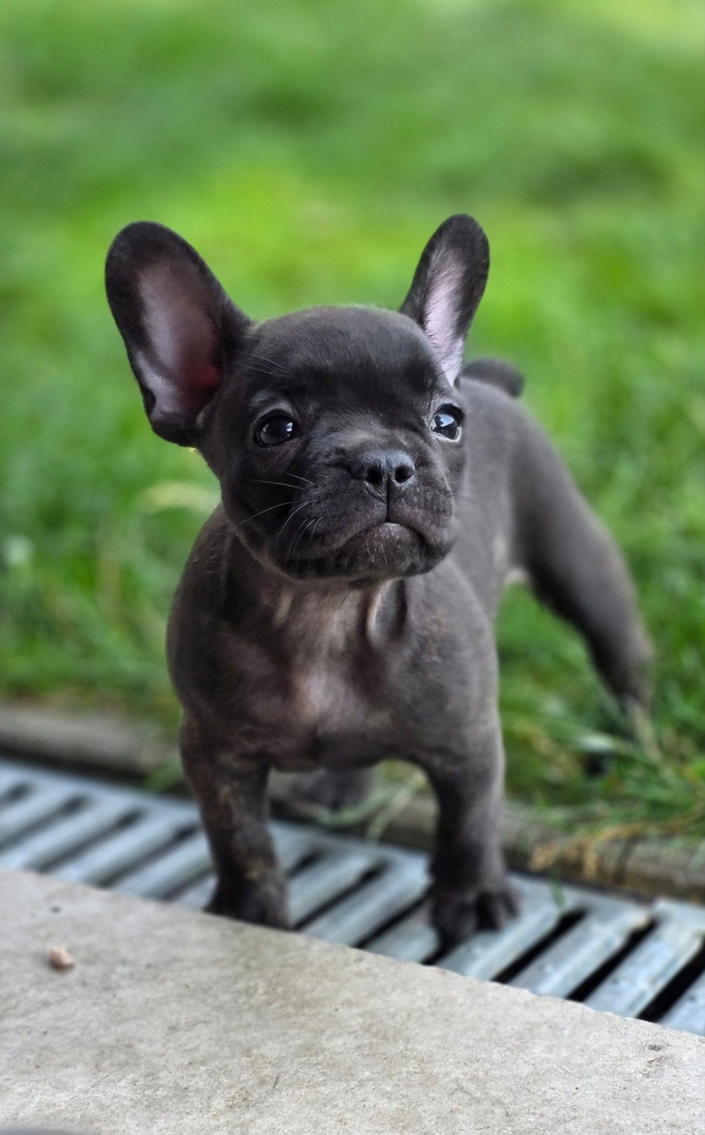💓 Prachtige raszuivere  franse bulldog pups teefjes 💓, Parvo, 8 tot 15 weken, Teef, Bulldog