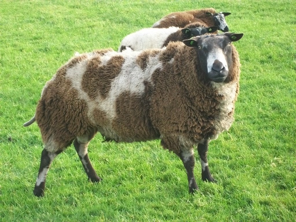 Gezocht bonte overjarige dekram, Mannelijk, Schaap