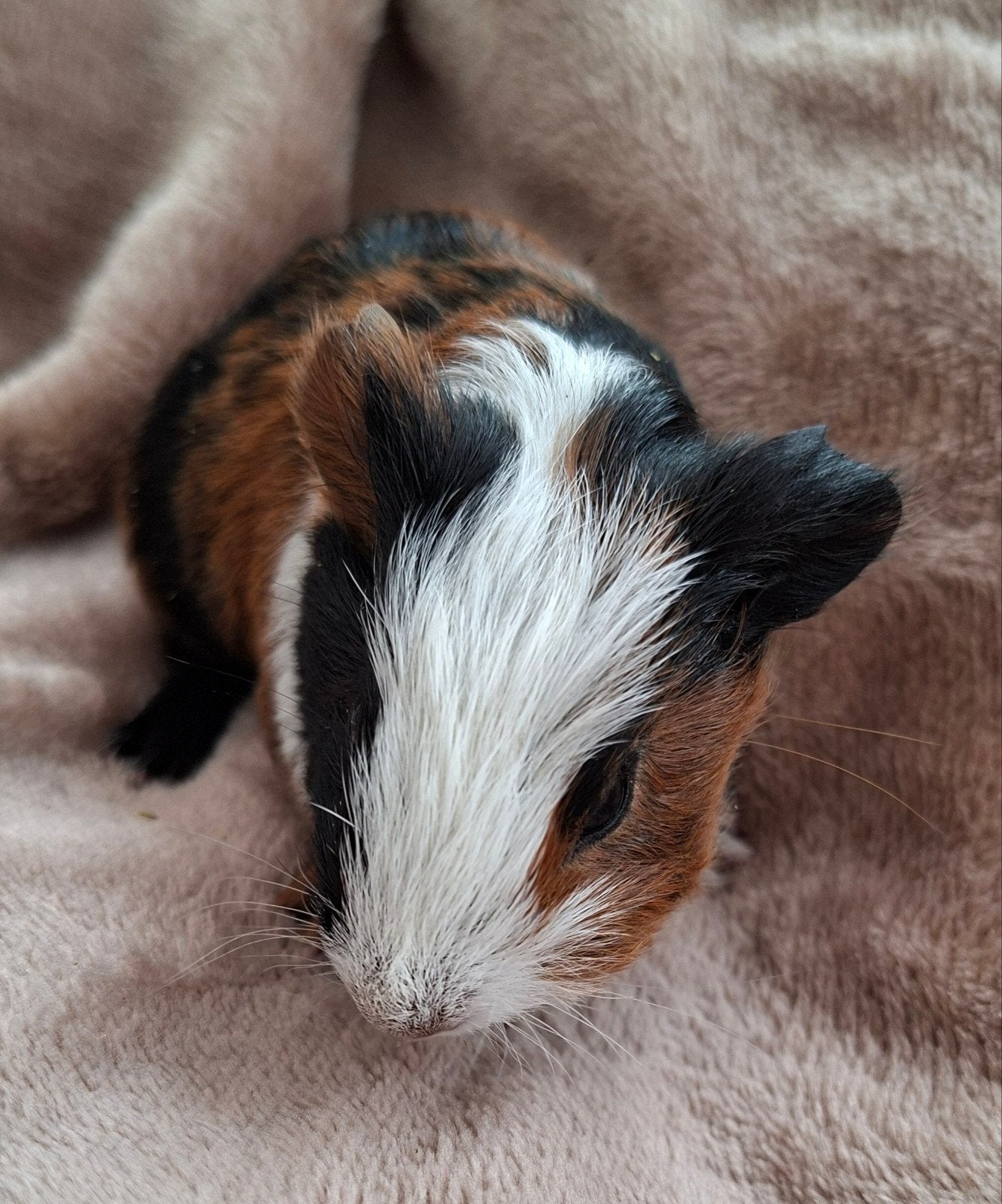 jonge cavia beertjes, Dieren en Toebehoren, Augustus, Mannelijk, Cavia