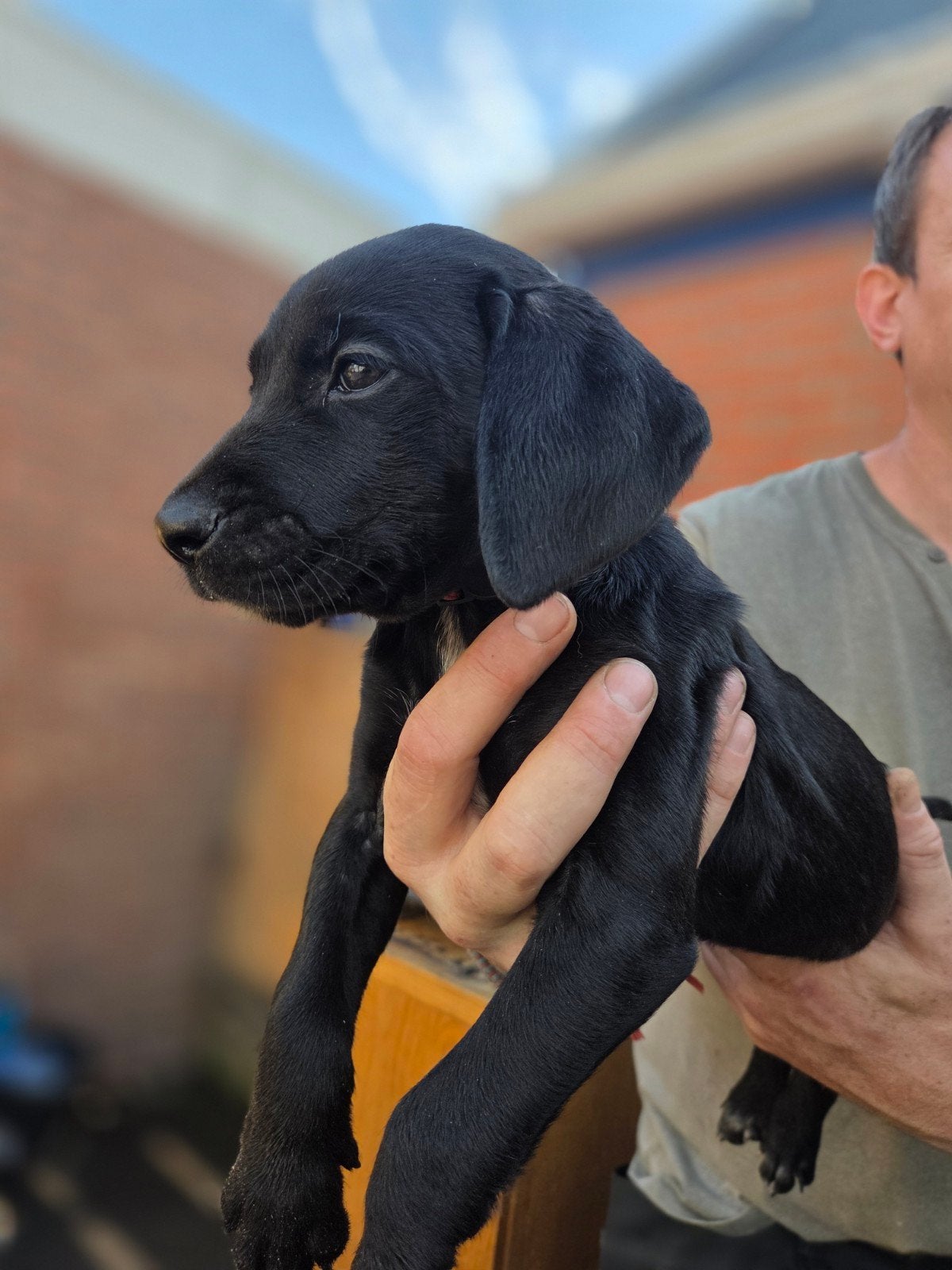 Prachtige Labradoodle x Dalmatiër pups zoeken gouden mandje!, Dieren en Toebehoren, 8 tot 15 weken, Groot, Meerdere, Meerdere dieren