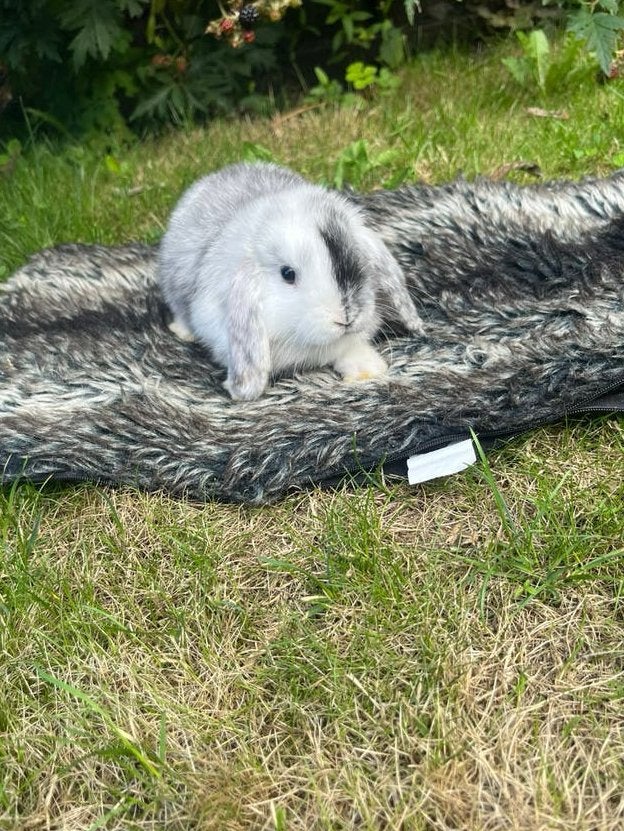 Dwergkonijn/ Mini lops