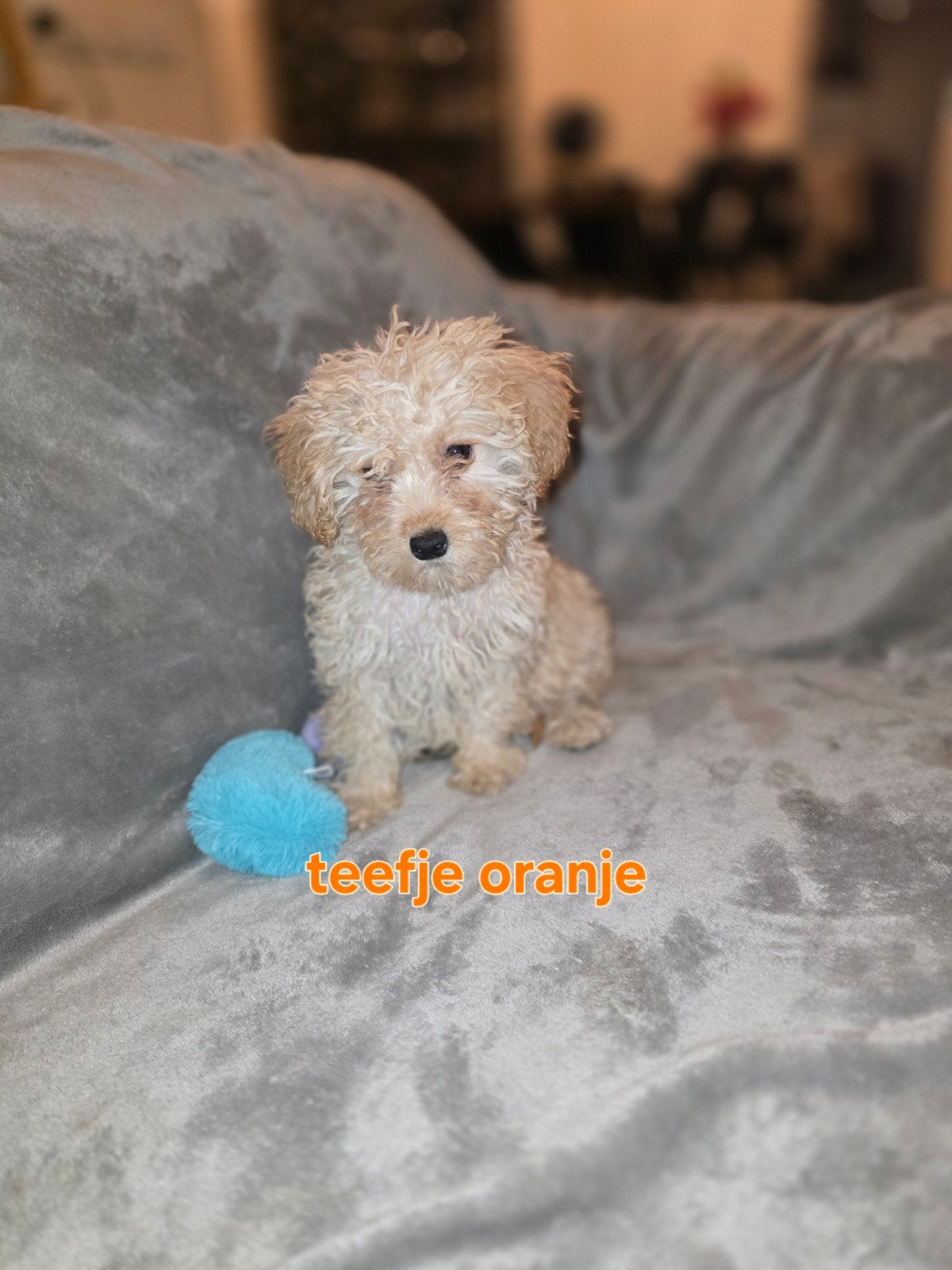 Maltipoo pups 8 weken oud mogen het nestje verlaten, Dieren en Toebehoren, Honden | Niet-rashonden, 8 tot 15 weken, Meerdere, Meerdere dieren