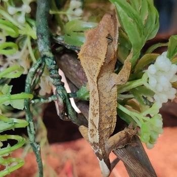 Correlophus ciliatus Crested Gecko photo 3