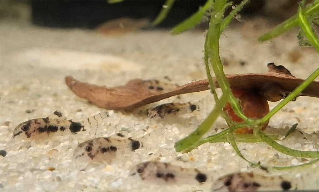 Corydoras Habrosus / Hoplisoma habrosum, Dieren en Toebehoren, Vis, Zoetwatervis