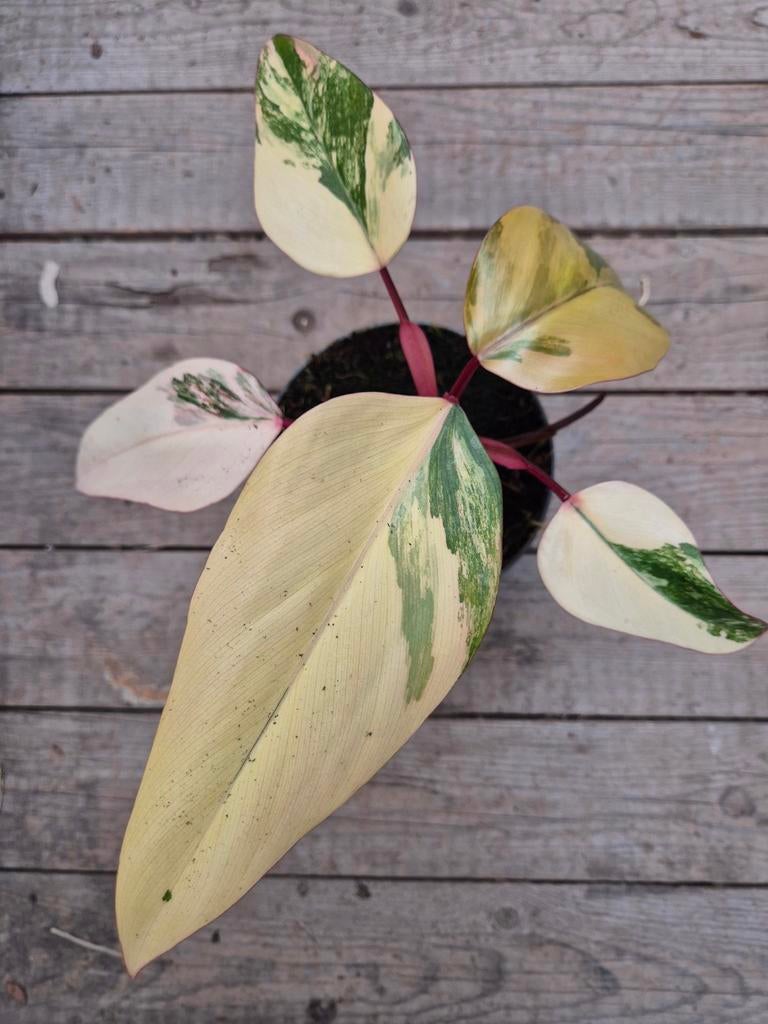 Philodendron Strawberry Shake p14 (5), Huis en Inrichting, Kamerplanten, Ophalen of Verzenden, Halfschaduw, Minder dan 100 cm