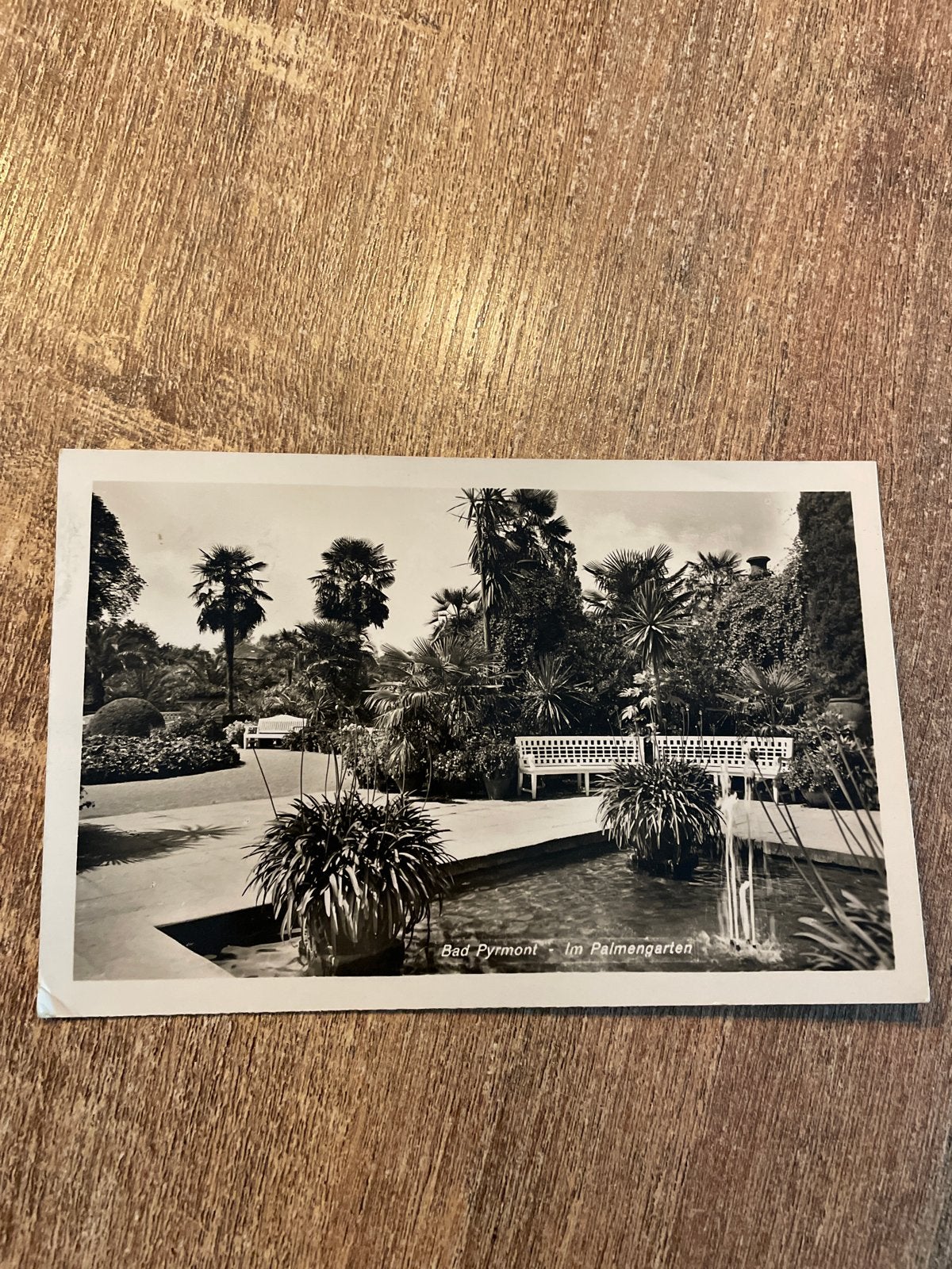 Oude ansichtkaart Bad Pyrmont - Im Palmengarten (1951), Ophalen of Verzenden, 1940 tot 1960, Gelopen, Duitsland