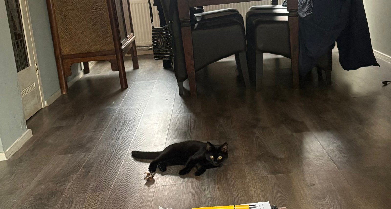 Zwarte britse korthaar kitten, Poes, Kortharig, 0 tot 2 jaar