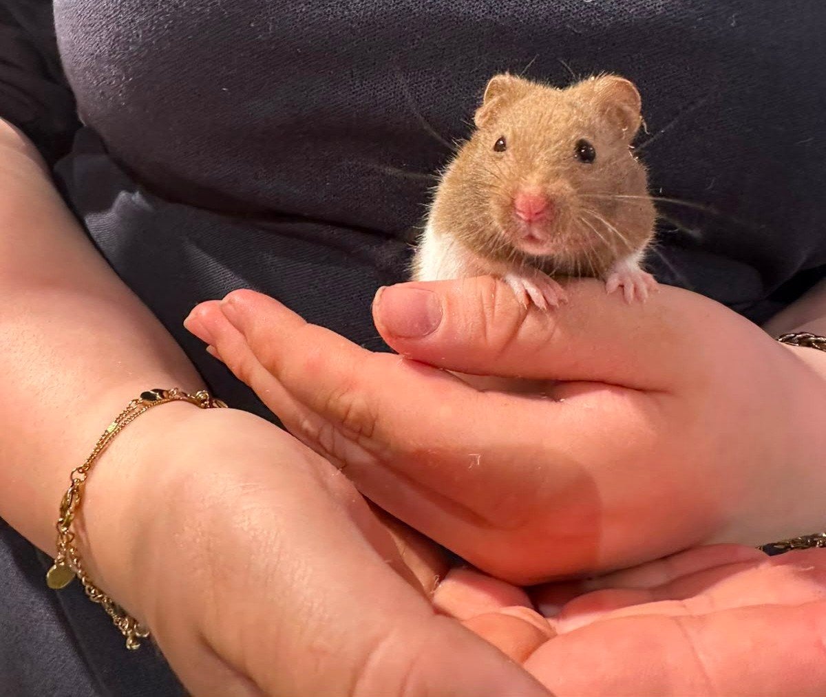 Syriche hamsters super lief en super tam., Hamster, Juni, Meerdere dieren, Tam