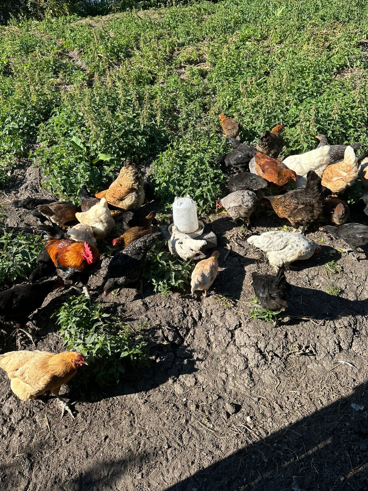 Mooi jonge kippen, Dieren en Toebehoren, Pluimvee, Meerdere dieren, Kip