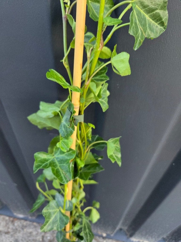 Hedera woerner 100-125cm klimop, Ophalen, Vaste plant, Bloeit niet, Halfschaduw