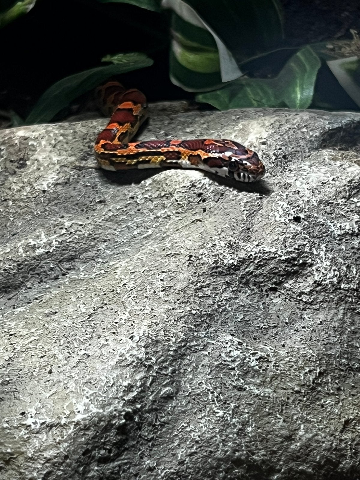 Korenslang 9 maanden oud mooie kleuren Corn Snake photo 4