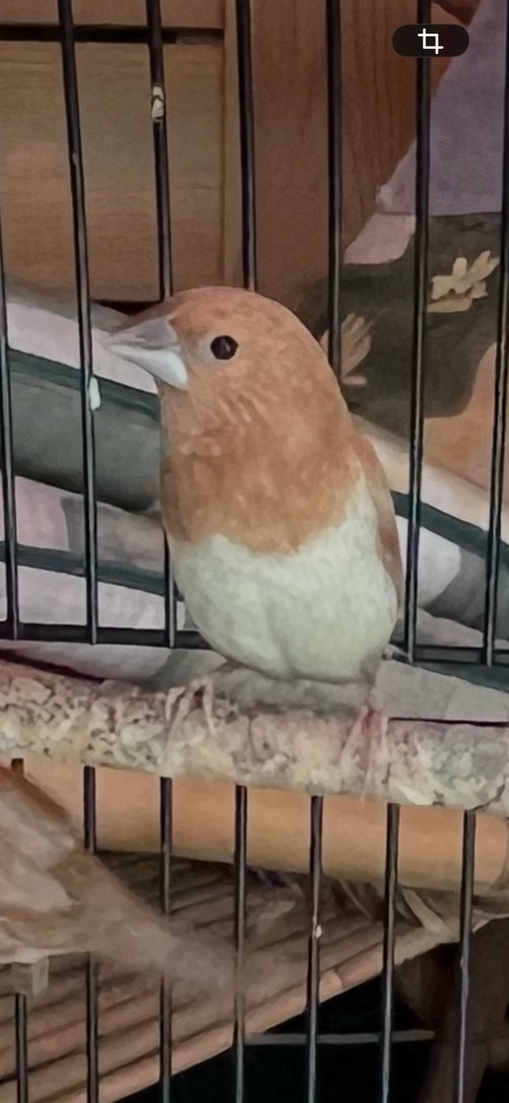Japanse meeuwtjes. 2025. Roodbruin pastel Man, Dieren en Toebehoren, Mannelijk