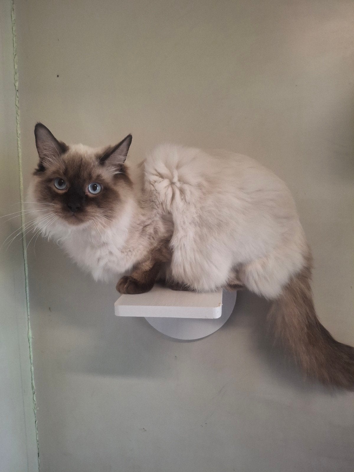 Seal point ragdoll dekkater met stamboom+getest, Kater, Met stamboom