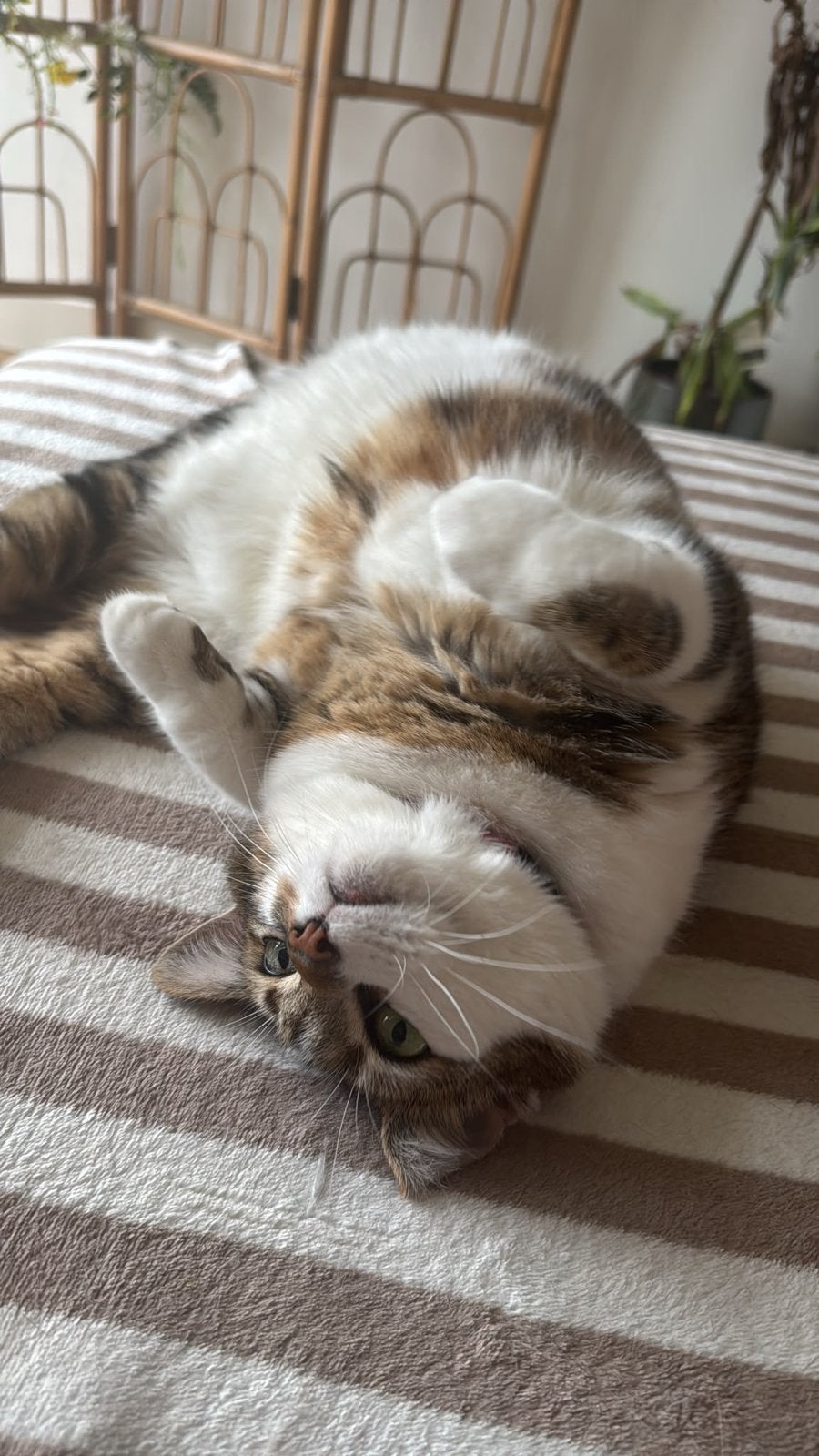 Gratis poes ter adoptie, Poes, Kortharig, 6 jaar of ouder