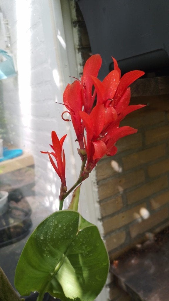 Canna Wolfsong Variegata, Vaste plant, Halfschaduw, Zomer, Ophalen