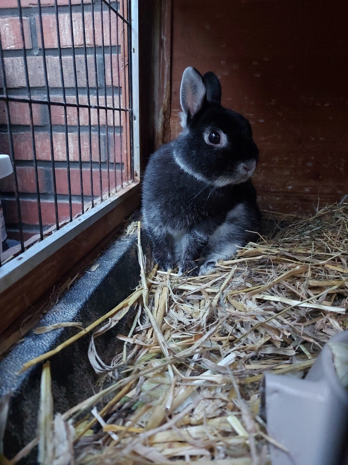 Zilvervos konijn, Dieren en Toebehoren, Vrouwelijk, Dwerg, 0 tot 2 jaar