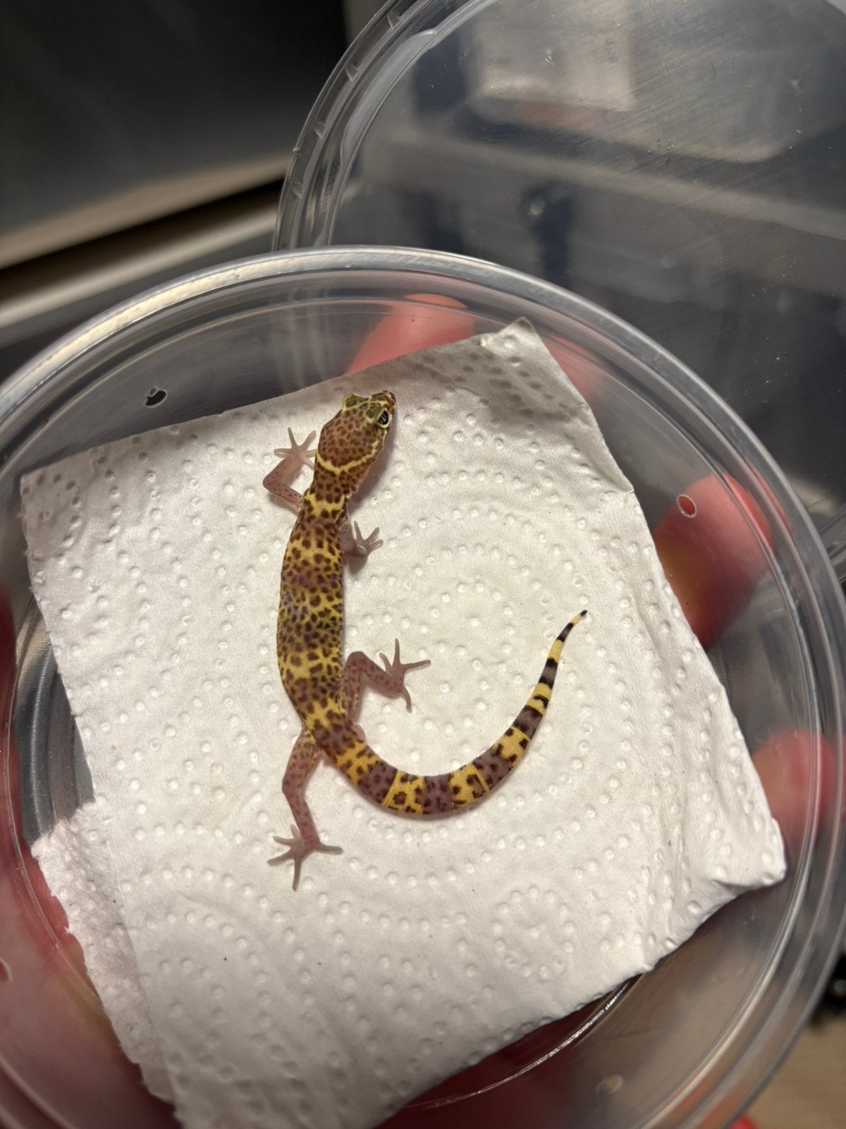 3.0 coleonyx brevis, Dieren en Toebehoren, Reptielen en Amfibieën, 0 tot 2 jaar