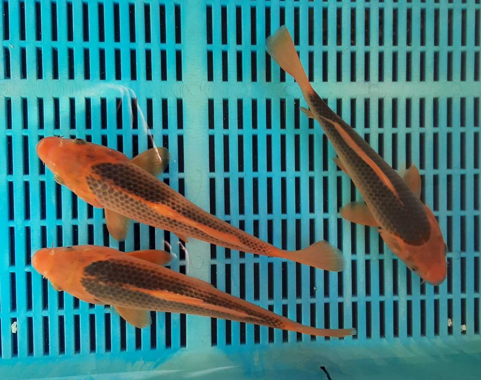 Mooie schone Aka matsuba 22-25 cm, Karper of Koi