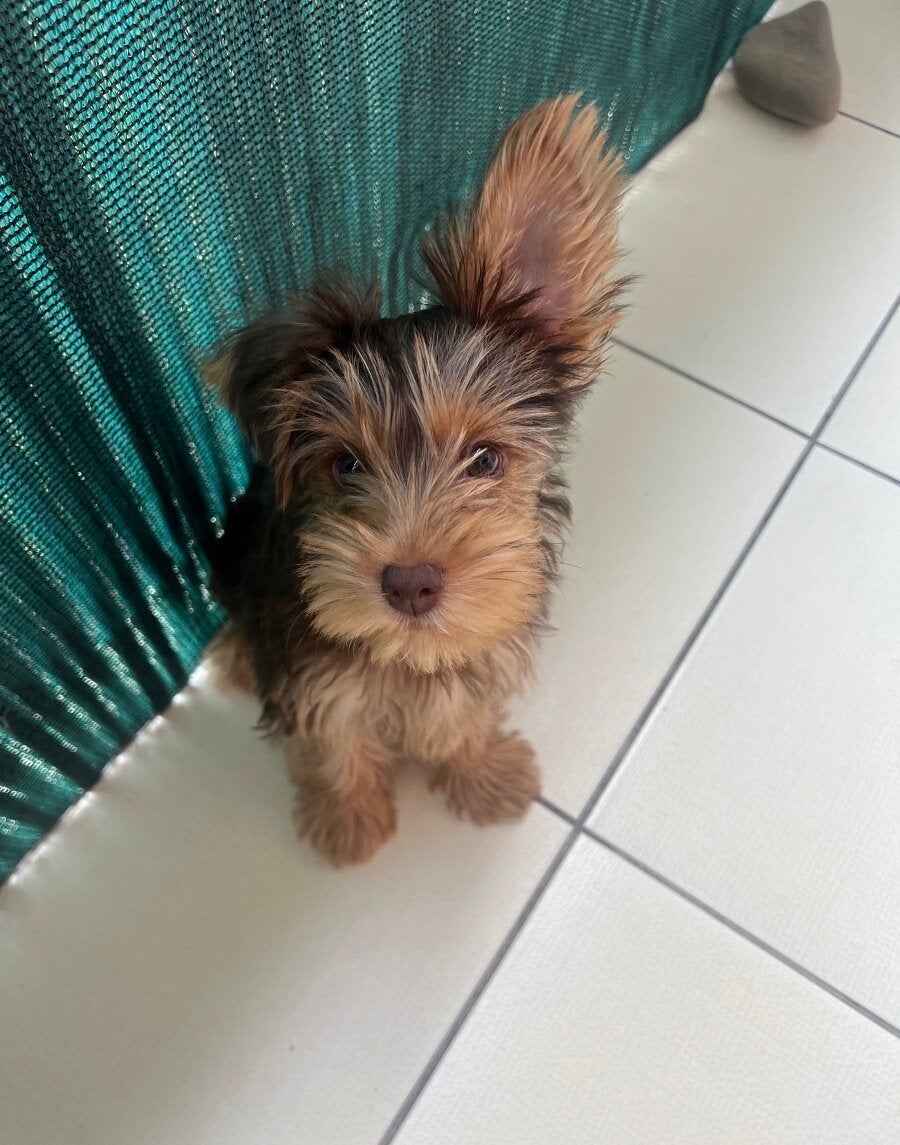 Yorkshire terriër Biewer pup teefje chocolate & tan, Yorkshire Terriër, 8 tot 15 weken, Teef, Eén hond