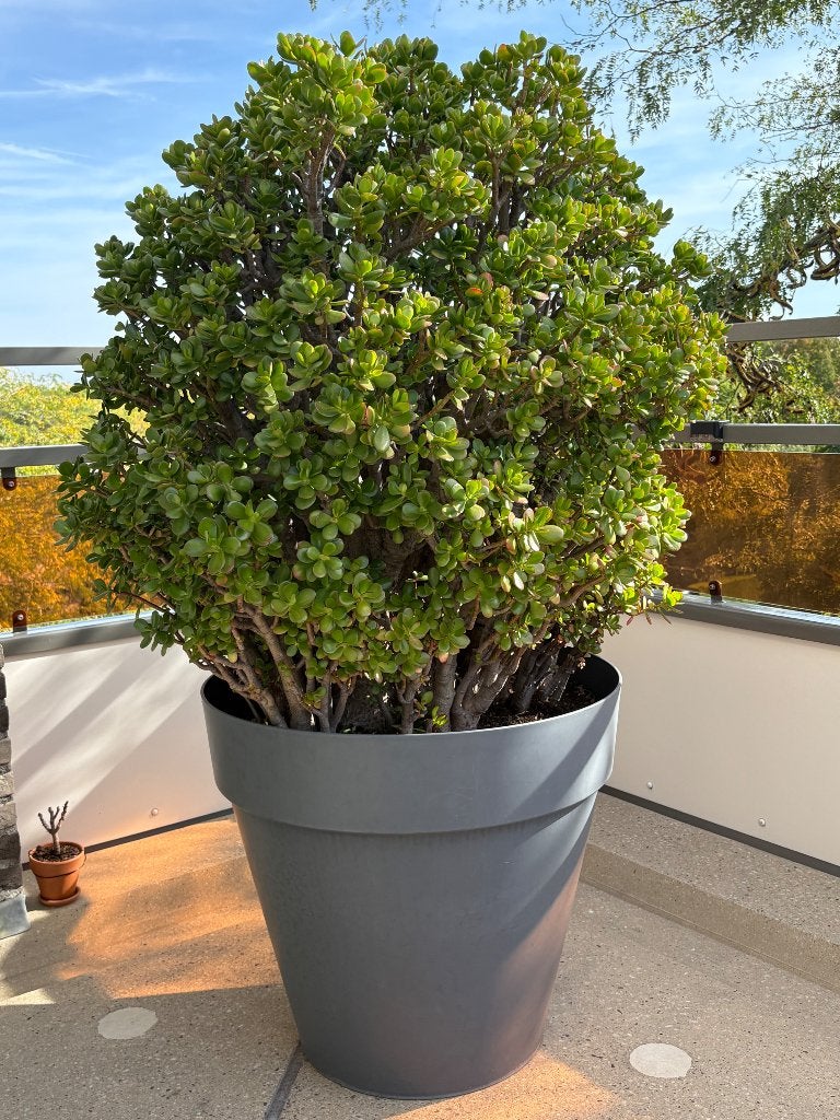 Unieke Crassula ( geldboom) van 45 jaar oud – 170 cm hoog!, Ophalen, Vetplant, Halfschaduw, In pot