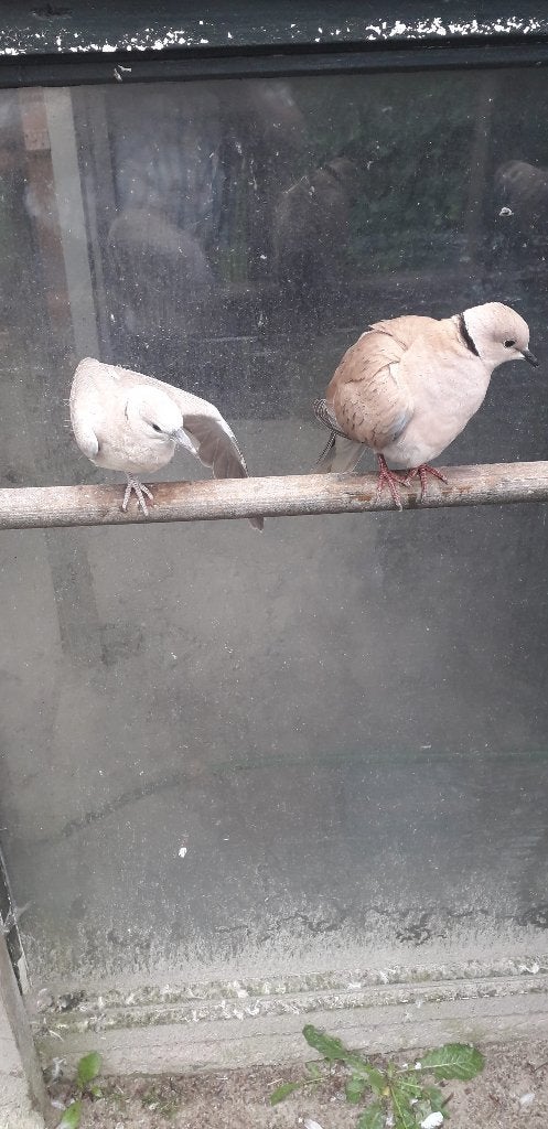 jonge Tortelduiven 6week oud 2 voor 10 euro, Dieren en Toebehoren, Vogels | Duiven, Meerdere dieren, Tortelduif