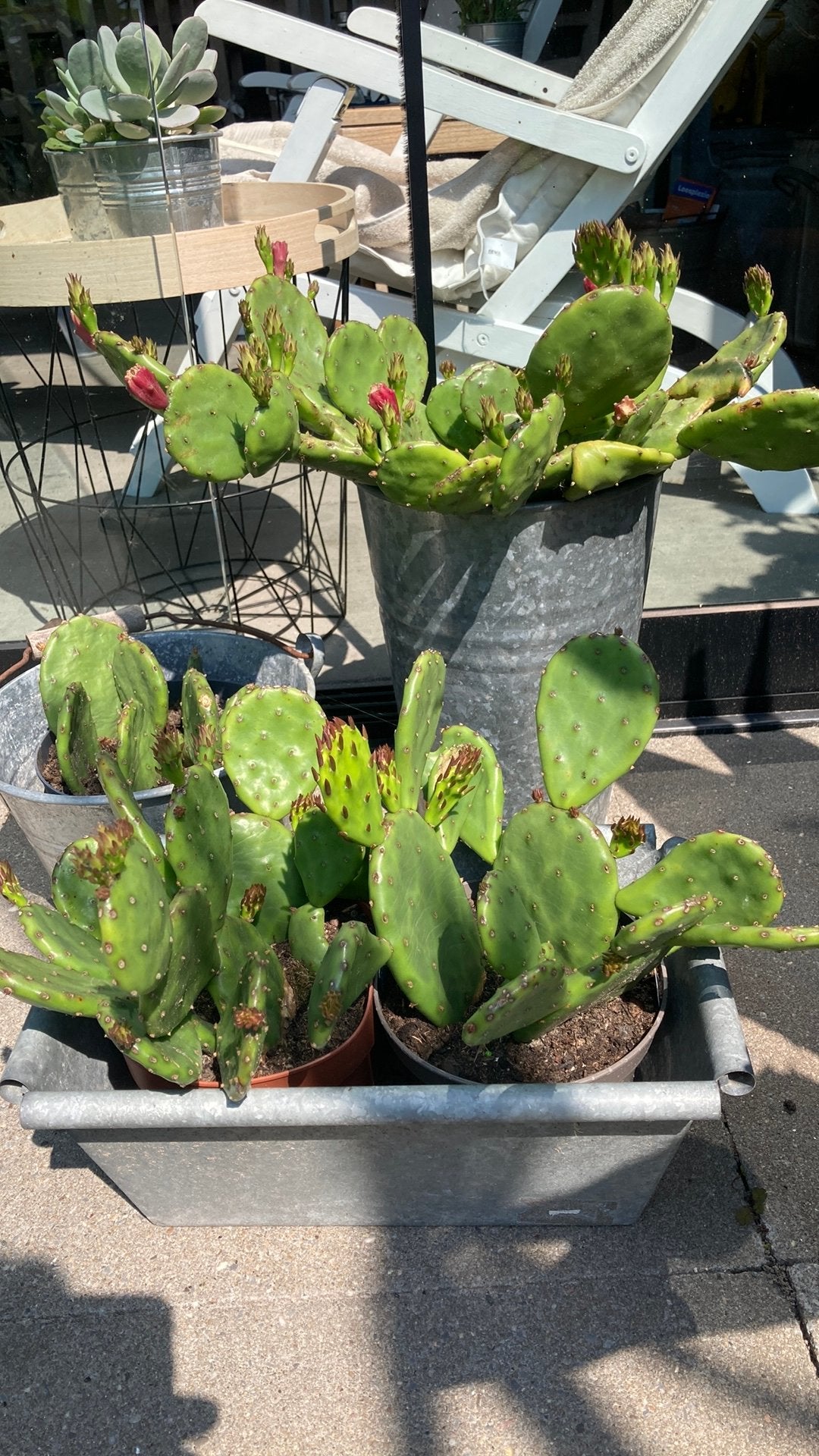 Winterharde cactussen Bio, Ophalen, Overige soorten, Volle zon